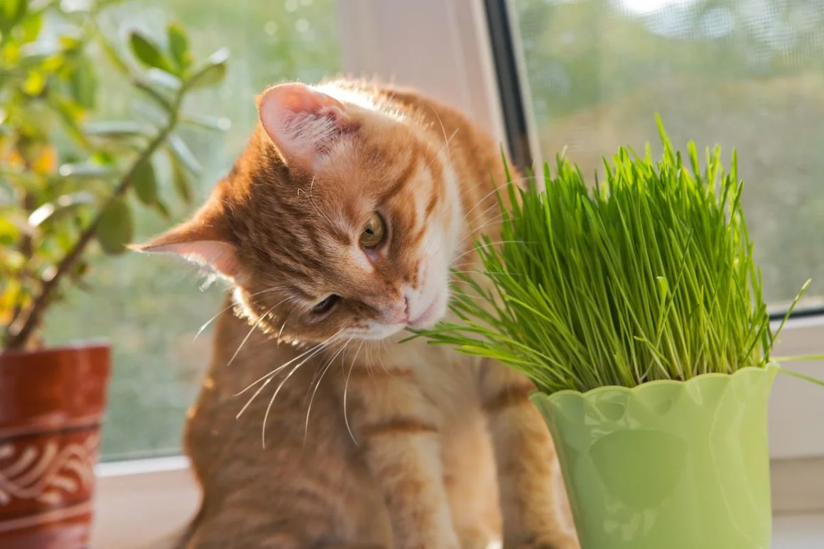 Katze frisst Katzengras